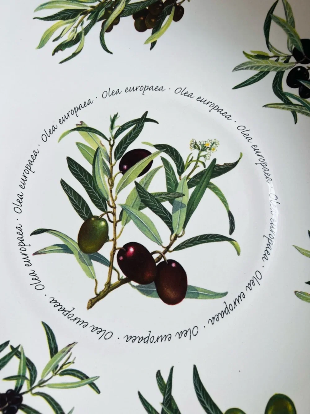 RETIRED Williams-Sonoma Olea Europaea Olive Pattern 13
